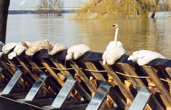 cologne1999-swan